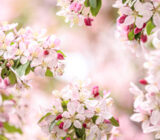 The flowers of March: spring is coming