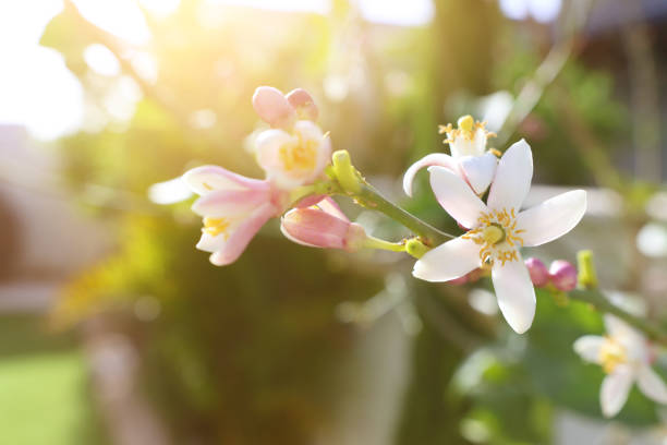 8 options for plants ideal for perfume your home in utilities 8 options for plants ideal for perfume your home