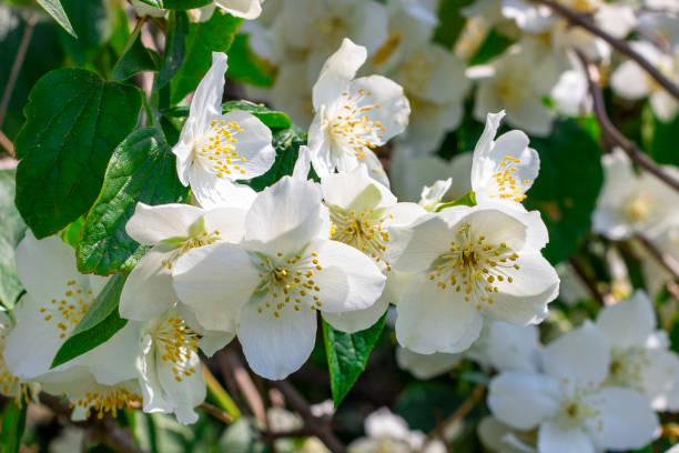 8 options for plants ideal for perfume your home in utilities 8 options for plants ideal for perfume your home