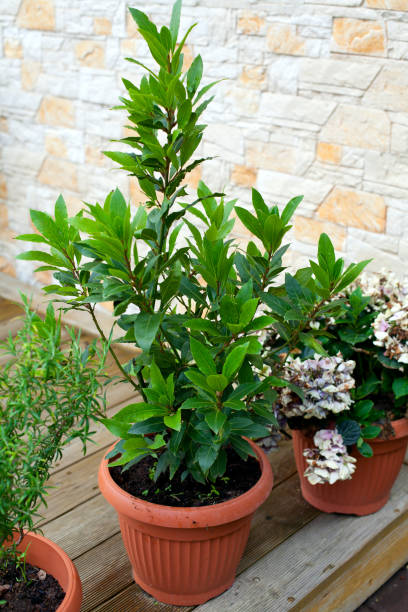 8 options for plants ideal for perfume your home in utilities 8 options for plants ideal for perfume your home