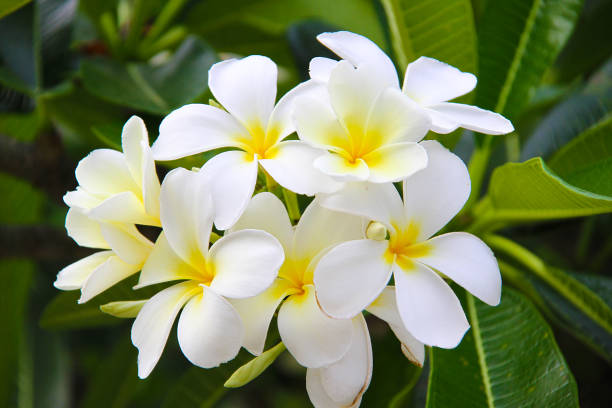 8 options for plants ideal for perfume your home in utilities 8 options for plants ideal for perfume your home