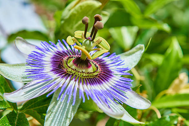 8 options for plants ideal for perfume your home in utilities 8 options for plants ideal for perfume your home