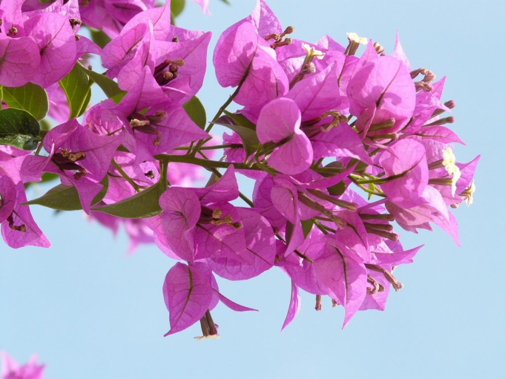 Buganvilís - The lush and versatile beauty of the colorful flowers inside Buganvílias