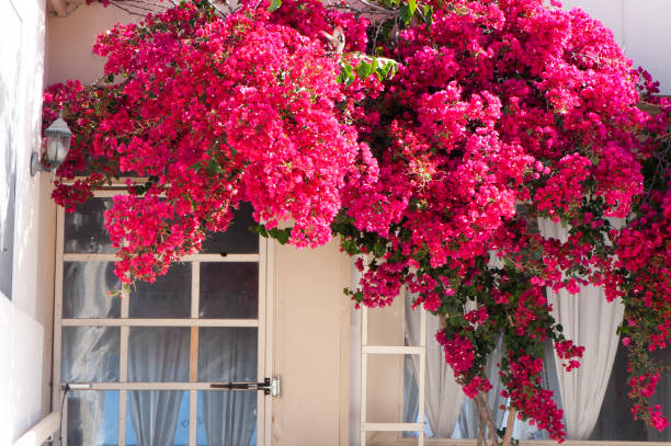 Buganvilís - The lush and versatile beauty of the colorful flowers inside Buganvilias Landscaping