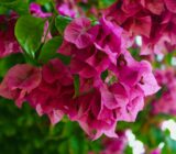 Buganvilias – Lush and versatile beauty of colorful flowers