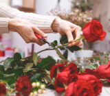Let's discover the rose and its secrets: the May plant