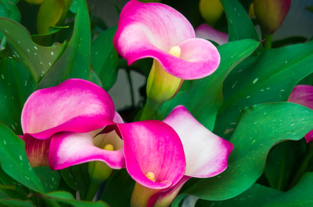 Calla cultivation of Calla Lilies (Zantedeschia): the flowers of beauty inside Calla cultivation of Calla Lilies (Zantedeschia): the flowers of beauty