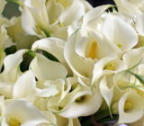 Calla cultivation of Calla Lilies (Zantedeschia): the flowers of beauty