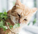 I have a cat! Which internal plants I can have at home