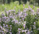 The final guide on how to plant, take care and discover the origin of Coleonema
