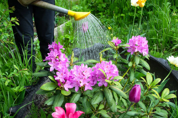 The wisdom of the garden: the influence of popular proverbs on the plantation and the care of natural flowers outside The wisdom of the garden: the influence of popular proverbs on the plantation and the care of natural flowers