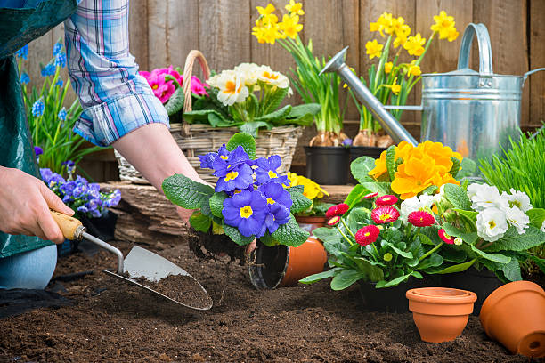 The wisdom of the garden: the influence of popular proverbs on the plantation and the care of natural flowers outside The wisdom of the garden: the influence of popular proverbs on the plantation and the care of natural flowers