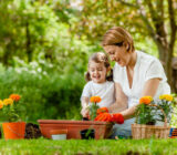The wisdom of the garden: the influence of popular proverbs on the plantation and the care of natural flowers