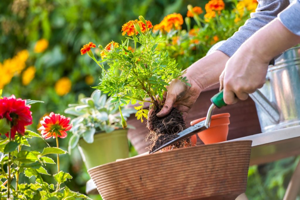 The importance of bees for pollination: preserving life on the planet outside The importance of bees for pollination: preserving life on the planet