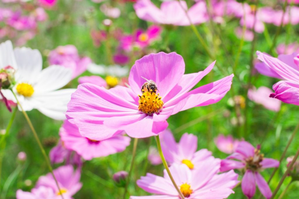 The importance of bees for pollination: preserving life on the planet outside Importance of bees
