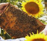 The importance of bees for pollination