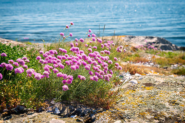 Flower Clio-Of-Maritima Armeria: Cultivation and Outdoor Care Marine ciorpage