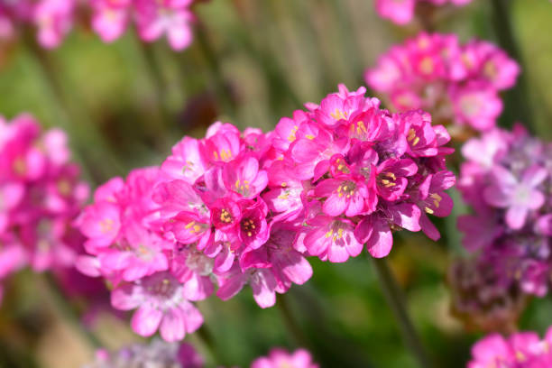 Flower Clio-Of-Maritima Armeria: Cultivation and Outdoor Care FLOWER CLOVE-MARITIMA ARMERIA: Cultivation and care