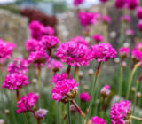 FLOWER CLOVE-MARITIMA ARMERIA: Cultivation and care