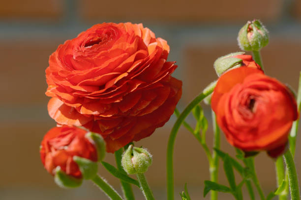 Buttercup Ranunculo - The flower that looks like a rose