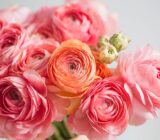 Ranunculus Asiaticns | Blog Das Flowers