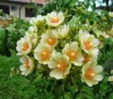 Prayer-for-US-SPEKIA STINGING | Blog Das Flowers