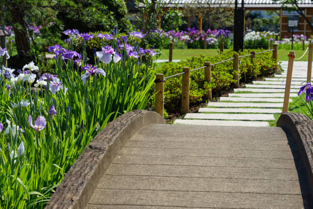 Iris Garden with Iris