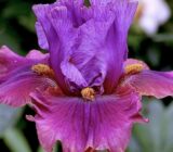 Iris or Iris Sanguinea – Learn to take care (Iridaceae)