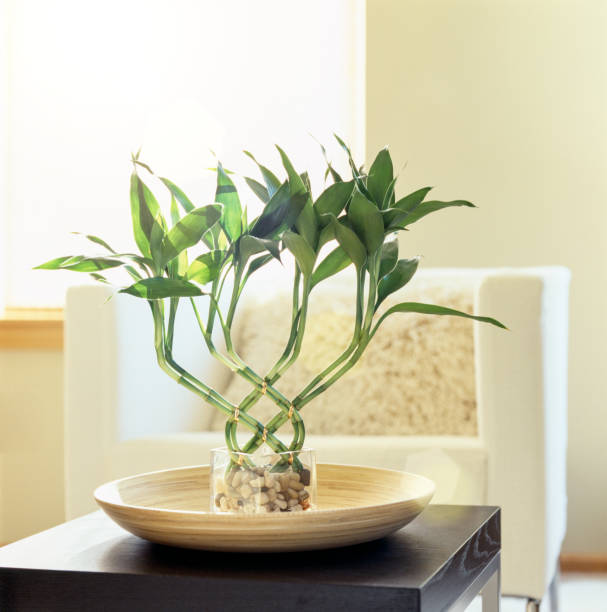 Fortunato bamboo Lucky Bamboo - Dracaena Sanderiana - Asparagaceae family