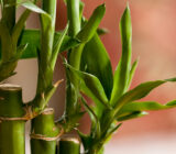 Lucky Bamboo – Dracaena Sanderiana