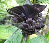 CHANTRIERI NOC – The bat flower has flowers resemble the bats