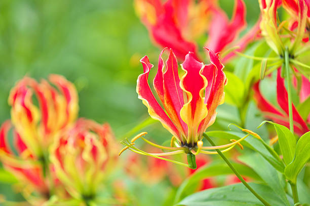 Glorious (Glorious Rothschildiana) - Liliaceae family inside glorious