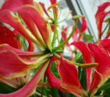 Glorious (Glorious Rothschildiana) – Liliaceae family