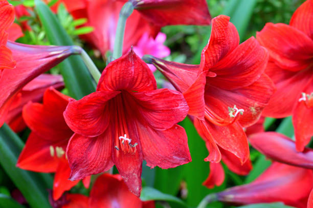 Amarílis, Açucena Amarilis or Açucena - Learn to take care (Hippeastrum Hybridum)