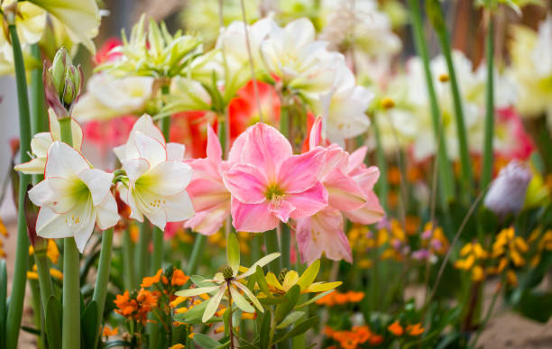 FLOWER sugar