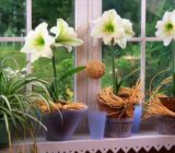 Amarilis – Learn to take care (Hippeastrum Hybridum)