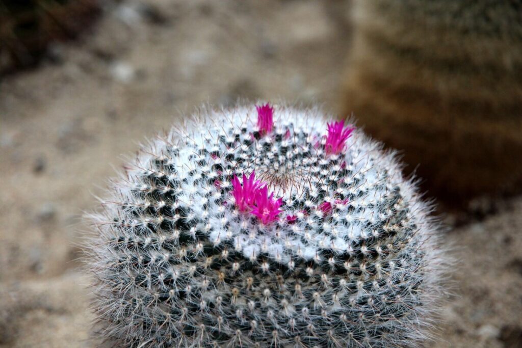 Mammillaria Bombycina - Family Cactaceae in Outdoor Mammillaria Bombycina - Cactaceae family