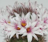 Mammillaria Bombycina – Cactaceae family