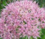 Sedum -vise – Sedum | Blog Das Flowers