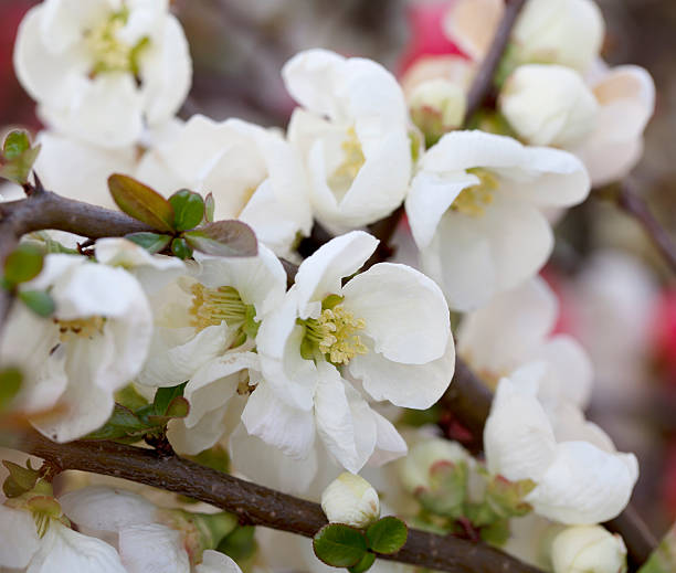 Japan Marmeter-Rosaceae family in shrubs Japan jerk