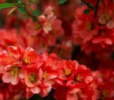 Japan Marmeter-Rosaceae Family | Flores blog