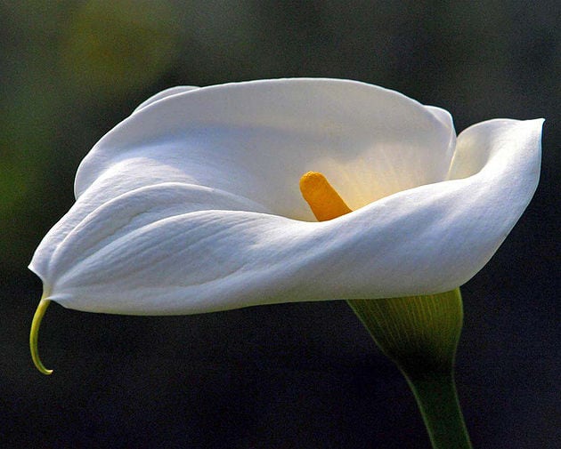 The flowers of each sign The flowers of each sign