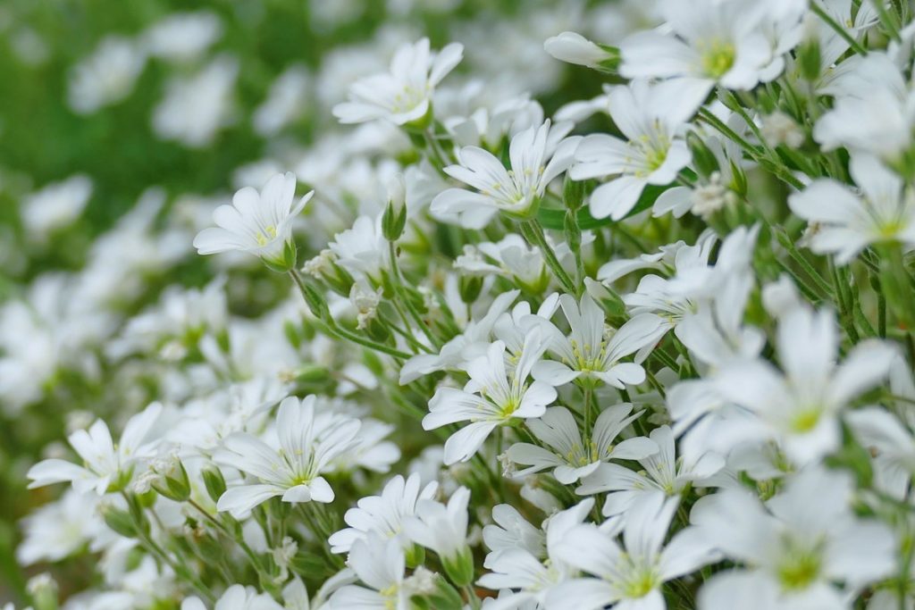 8 options for plants ideal for perfume your home in utilities Perfume your home