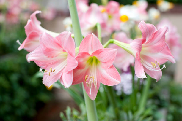 Amaryllis Amarilis Cor di Rose