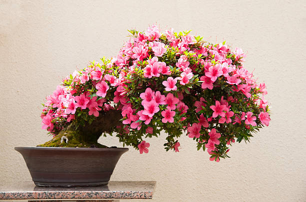 Bonsai Azaleia (Rhododendron) is concerned with being in Bonsai Bonsai Azaleia (Rhododendron) is concerned with having
