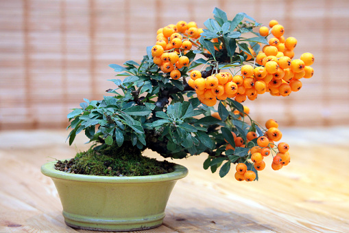 Pirate bonsai cyraican em bonsai Bonsai pyracantha coccinea