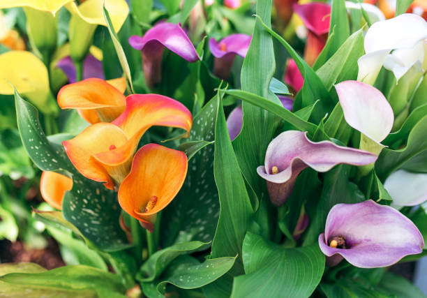 Calla cultivation of Calla Lilies (Zantedeschia): the flowers of beauty inside Gigli di Calza