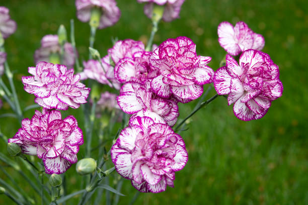 clove nails flower Calvo - Dianthus Caryophyllus - How to take care