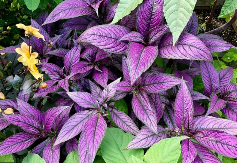Escudo lost - Strobilanthes Dyeriana Persian Shield - Strobilanthes Dyeriana - Acanthaceae family