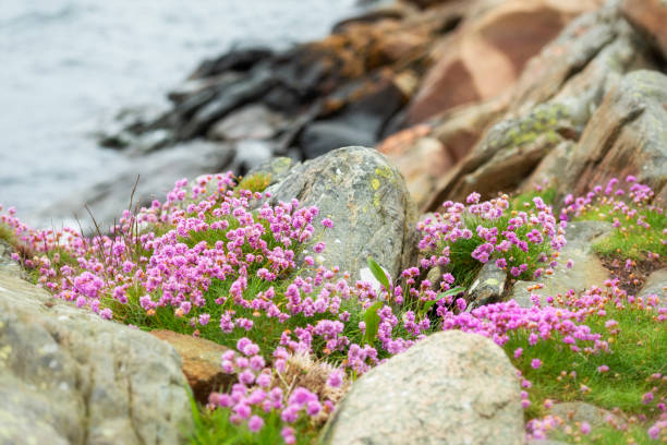 Flower Clio-Of-Maritima Armeria: Cultivation and Outdoor Care FLOWER CLOVE-MARITIMA ARMERIA: Cultivation and care
